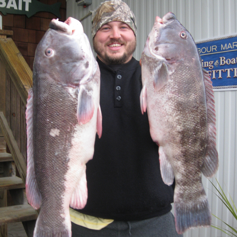 Ocean tautog action has been good. Andrew Miller muscled in this brace of bruiser blackfish, weighing 11.3 and 8.7 pounds while togging at Site 10 aboard the Katydid. COURTESY LEWES HARBOUR MARINA